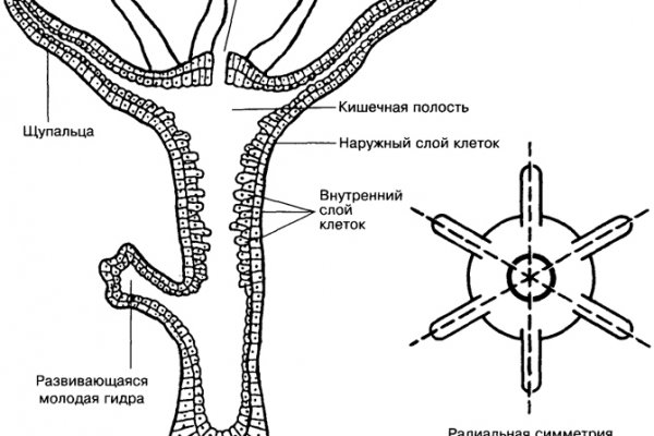 Блэк спрут ссылка пв 1blacksprut me